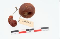 Foto von Perlenkette (NHMW-PRAE-026180)